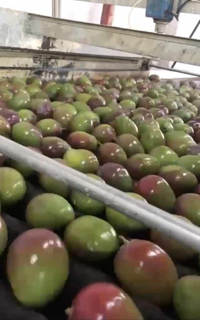 Akorn Natürliche Beschichtungen für Mango